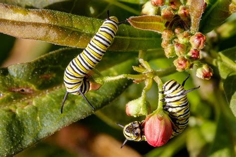 What do monarch caterpillars eat. Things To Know About What do monarch caterpillars eat. 